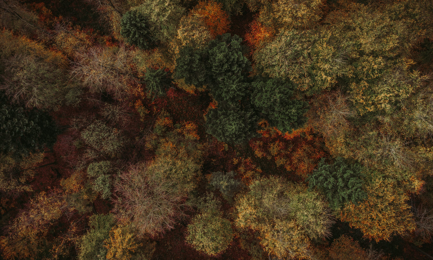 Herbstwald Herbstwald