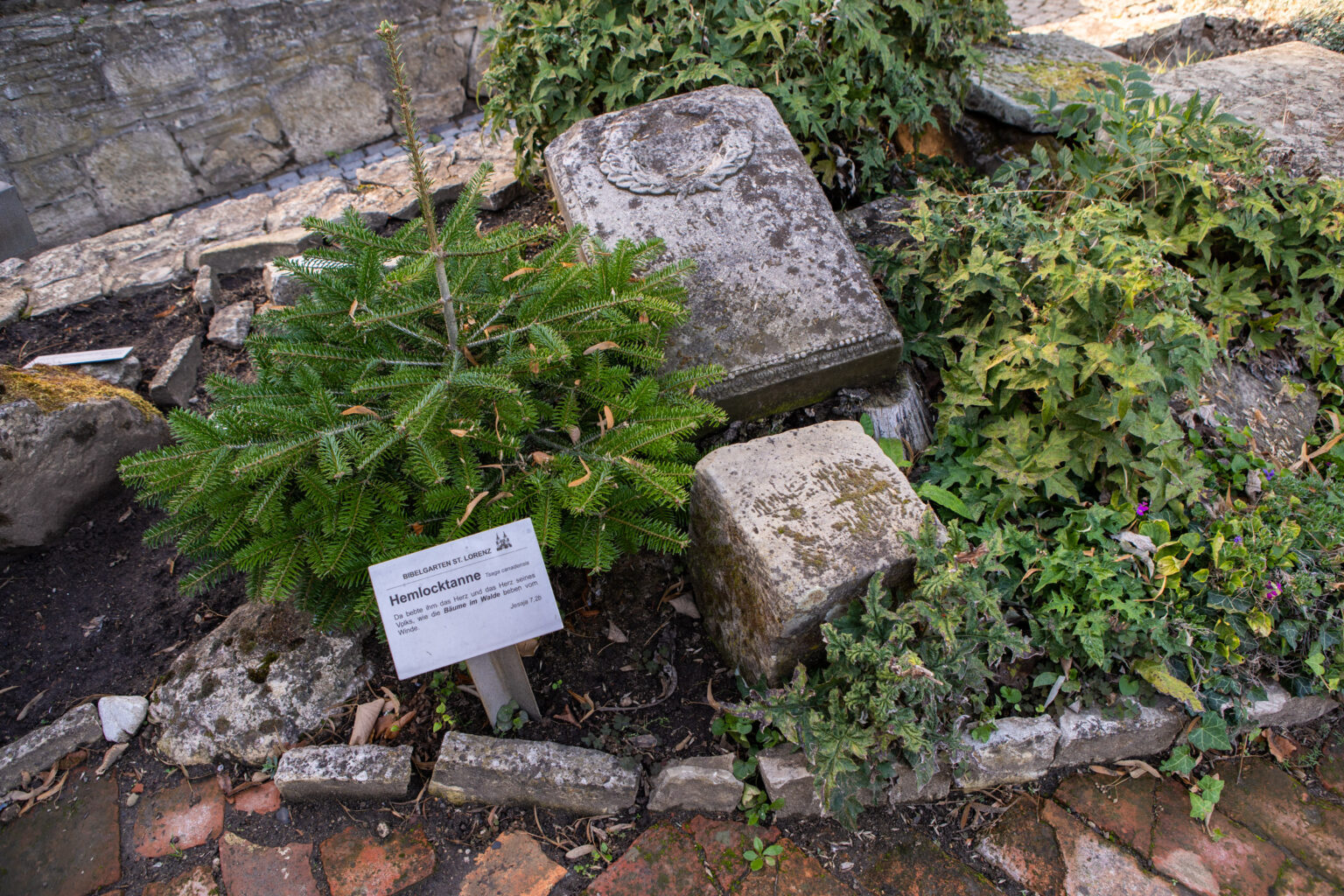 bibelgarten-st-lorenz-schoeningen-003